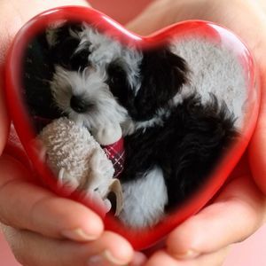 Meet your Posher, Carol